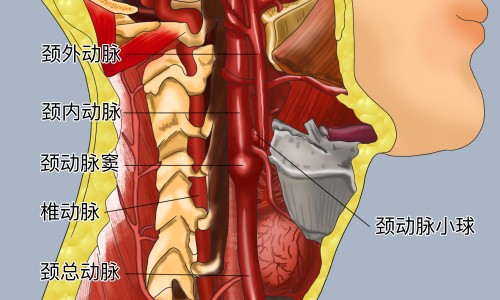孕妇吃了虾和红枣网-分享孕期吃了虾后肚子隐隐作痛，孕妇吃完虾能立即吃dha吗知识库